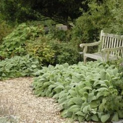 Helen Von Stein Lamb's Ear -Garden Wonders walters gardens stachys helen von stein