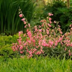 Elfin Pink Penstemon 8 Elfin Pink Penstemon -Garden Wonders walters gardens penstemon elfin pink cropped 3