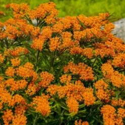 Butterfly Weed (Clay Form) -Garden Wonders walters gardens asclepias tuberosa cropped 1