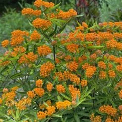 Butterfly Weed (Clay Form) -Garden Wonders walters gardens asclepias tuberosa cropped 2