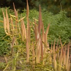 Butterfly Weed (Clay Form) -Garden Wonders walters gardens asclepias tuberosa seed heads cropped