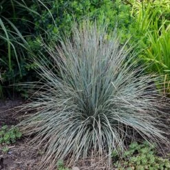 Blue Oat Grass -Garden Wonders walters gardens helictotrichon sempervirens cropped 2