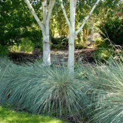 Blue Oat Grass -Garden Wonders walters gardens helictotrichon sempervirens cropped under trees
