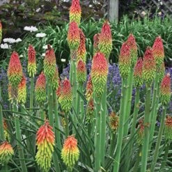 Fire Dance Red Hot Poker 11 Fire Dance Red Hot Poker -Garden Wonders walters gardens kniphofia fire dance cropped