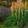 Fire Dance Red Hot Poker -Garden Wonders walters gardens kniphofia fire dance with lavender munstead cropped 1