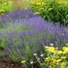 Hidcote Superior English Lavender -Garden Wonders walters gardens lavandula hidcote cropped 2