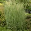 Heavy Metal Blue Switch Grass -Garden Wonders walters gardens panicum heavy metal cropped
