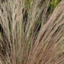 Prairie Blues Little Bluestem Grass -Garden Wonders walters gardens schizachyrium prairie blues close up foliage cropped