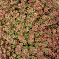 October Daphne Sedum -Garden Wonders walters gardens sedum october daphne fall foliage closeup cropped