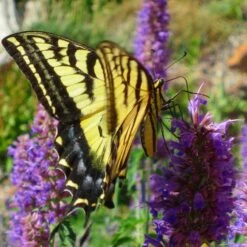 Blue Blazes Agastache -Garden Wonders western swallowtail sipping agastache blue blazes 3