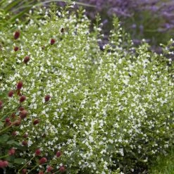 White Cloud Calamintha -Garden Wonders white cloud calamintha 3