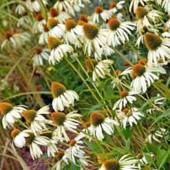 Happy Star Echinacea 5 Happy Star Echinacea -Garden Wonders white echinacea happy star cropped 1