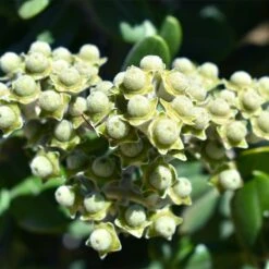 Ice Ballet Swamp Milkweed 10 Ice Ballet Swamp Milkweed -Garden Wonders white ice ballet milkweed asclep