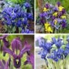 Wildflower Iris Bulb Collection