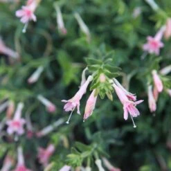 Woody's Peach Surprise Hummingbird Trumpet (Zauschneria) -Garden Wonders woody s peach surprise closeup cropped