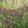 Woolly Ironweed (Vernonia) -Garden Wonders woolly ironweed 1
