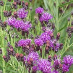 Garden Wonders -Garden Wonders woolly ironweed 2