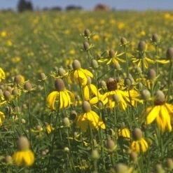 Little Prairie Native Wildflower Seed Mix -Garden Wonders yellow prairie coneflower little prairie native mix