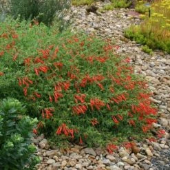 Orange Carpet® Creeping Hummingbird Trumpet (Zauschneria) -Garden Wonders zauschneria garrettii orange carpet pat hayward plant select