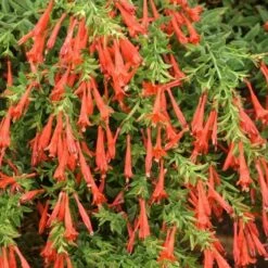 Orange Carpet® Creeping Hummingbird Trumpet (Zauschneria) -Garden Wonders zauschneria garrettii orange carpet pat hayward plant select garden