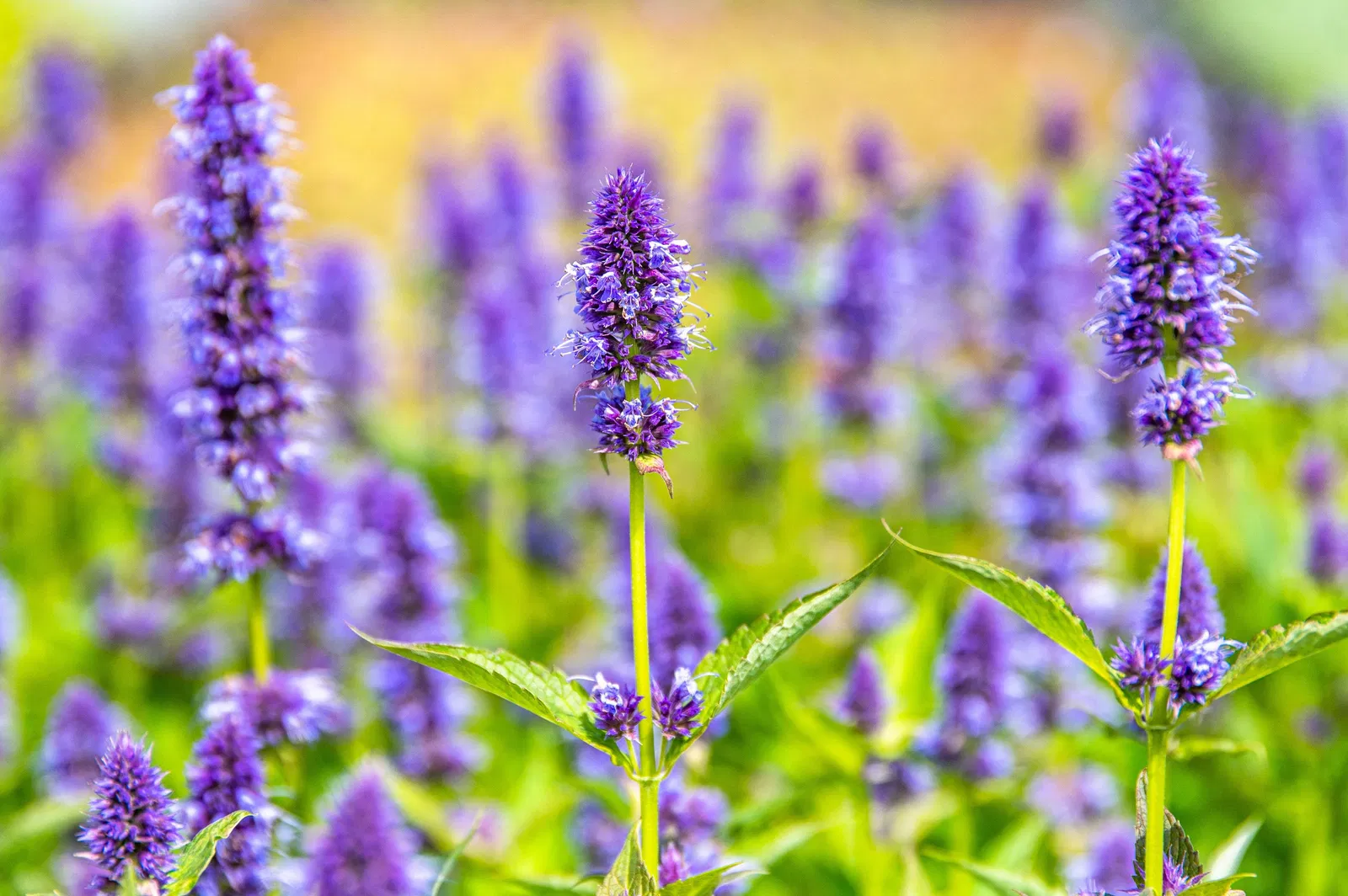 Garden Wonders -Garden Wonders Agastache rugosa Blue Fortune 101416 04