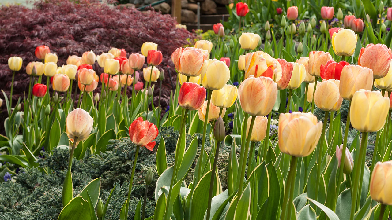 Garden Wonders -Garden Wonders Flower Bulb Growing Guide